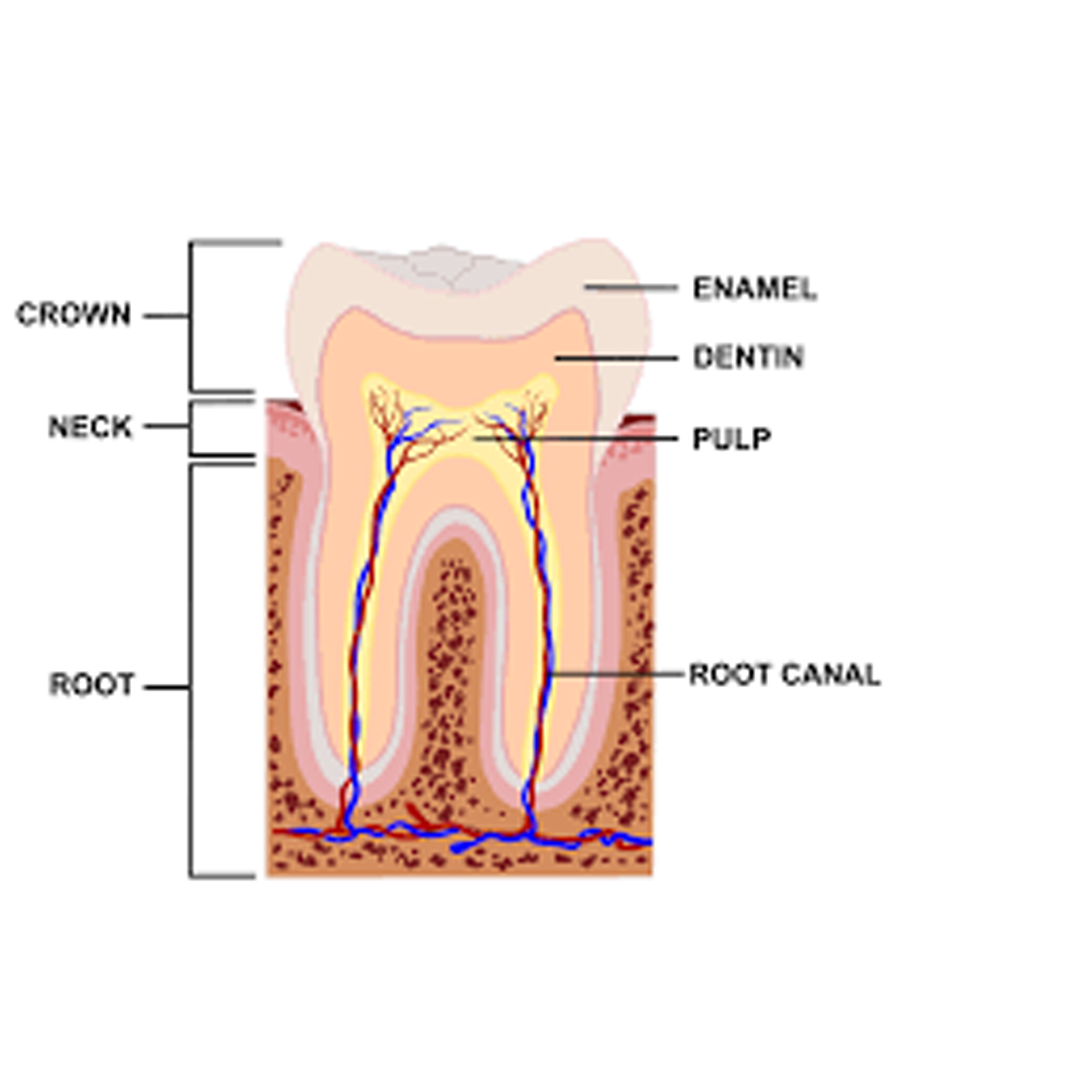 Root Canal Treatment in Secunderabad